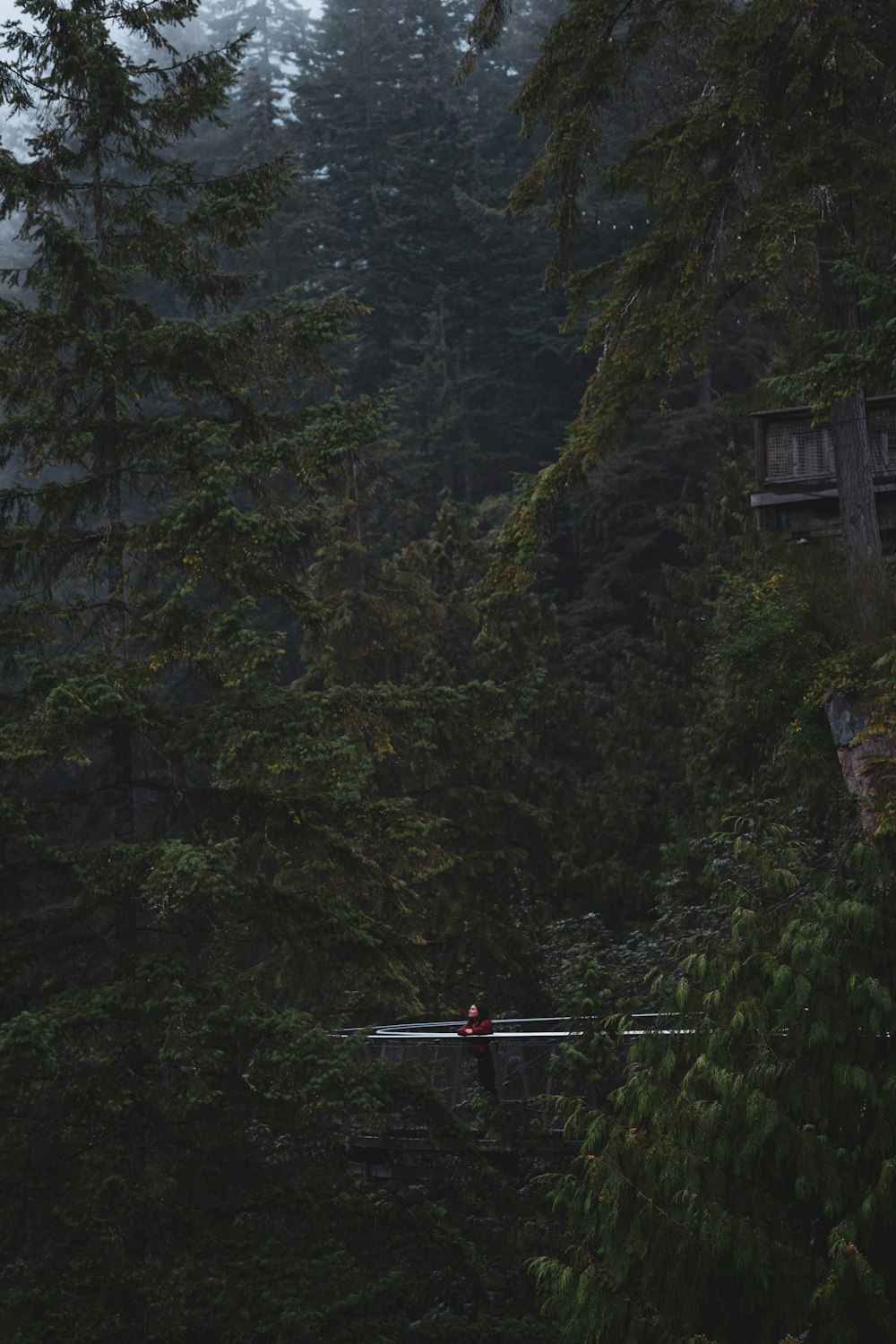 a person walking across a bridge in a forest