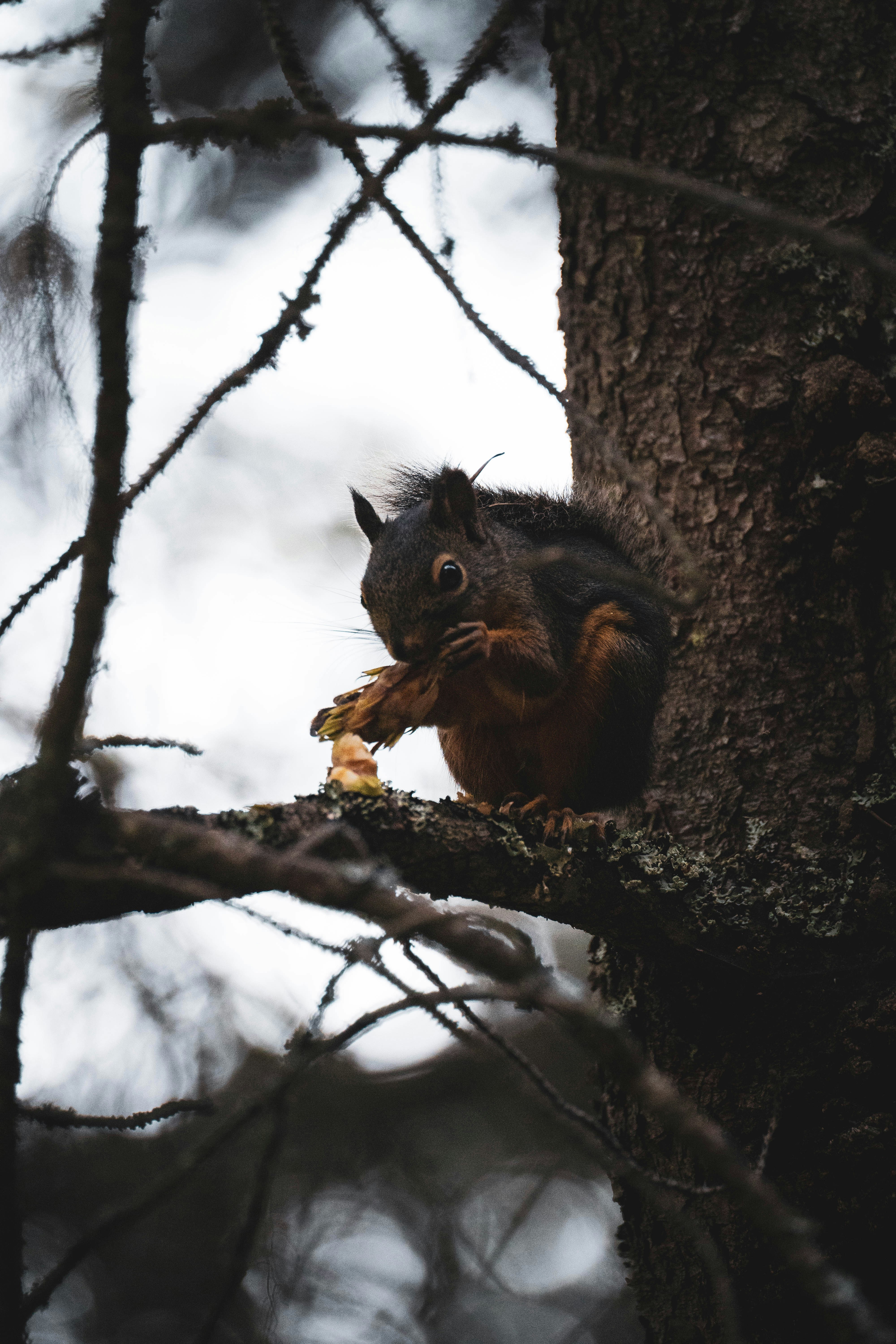 um esquilo comendo um pedaço de comida em um galho de árvore