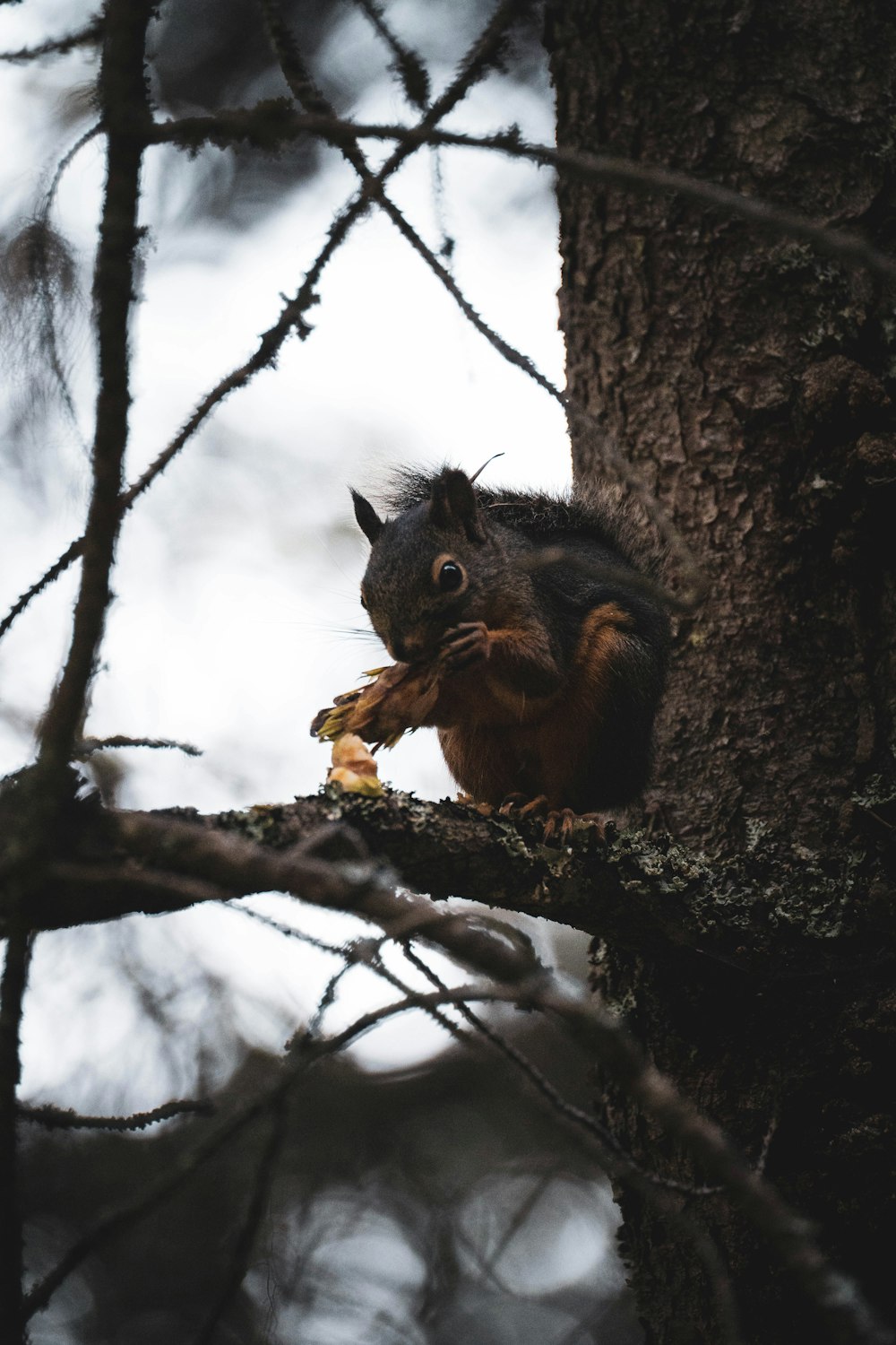 a squirrel eating a piece of food on a tree branch