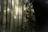 Tall bamboo stalks with sunlight filtering through the dense foliage create a serene and tranquil atmosphere. The light casts soft shadows and highlights on the smooth surfaces of the bamboo, while the leafy branches add texture and depth.