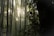 Tall bamboo stalks with sunlight filtering through the dense foliage create a serene and tranquil atmosphere. The light casts soft shadows and highlights on the smooth surfaces of the bamboo, while the leafy branches add texture and depth.