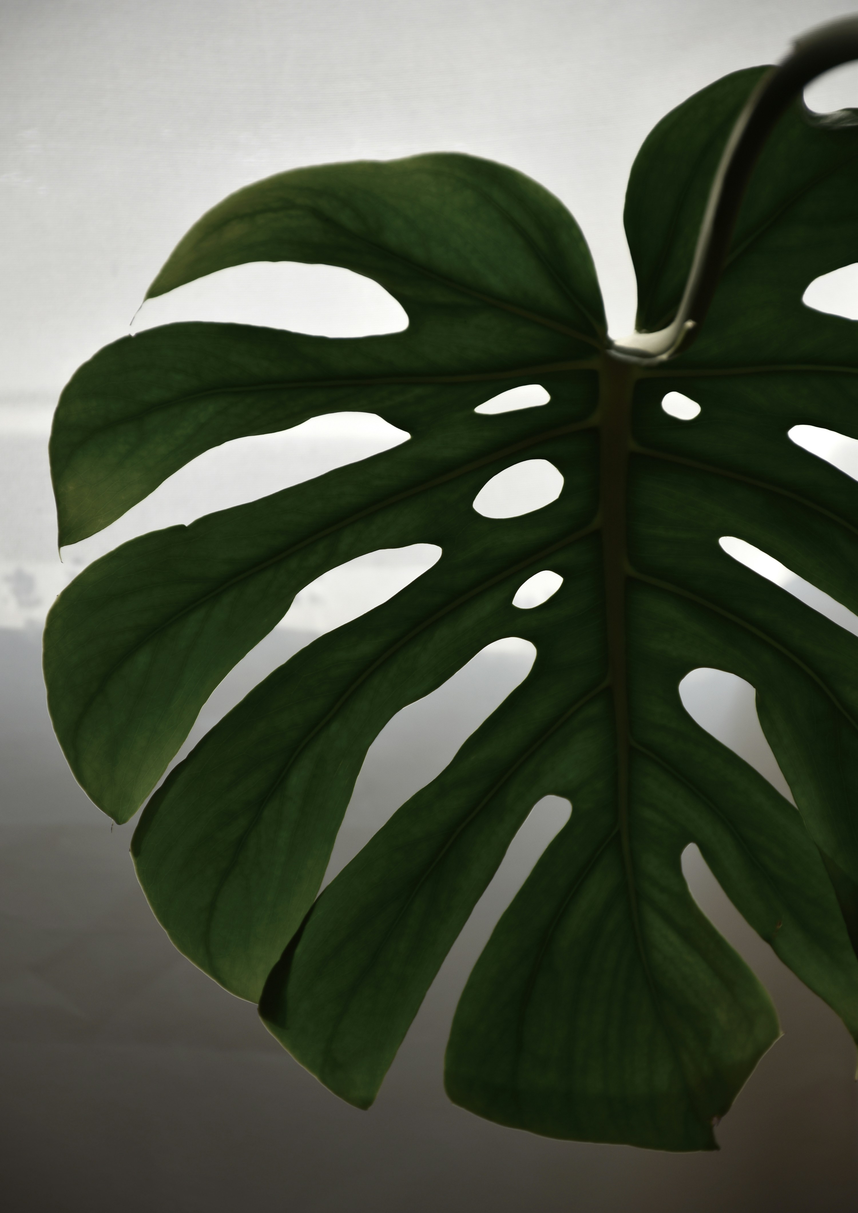 Photo by nasimkeshmiri