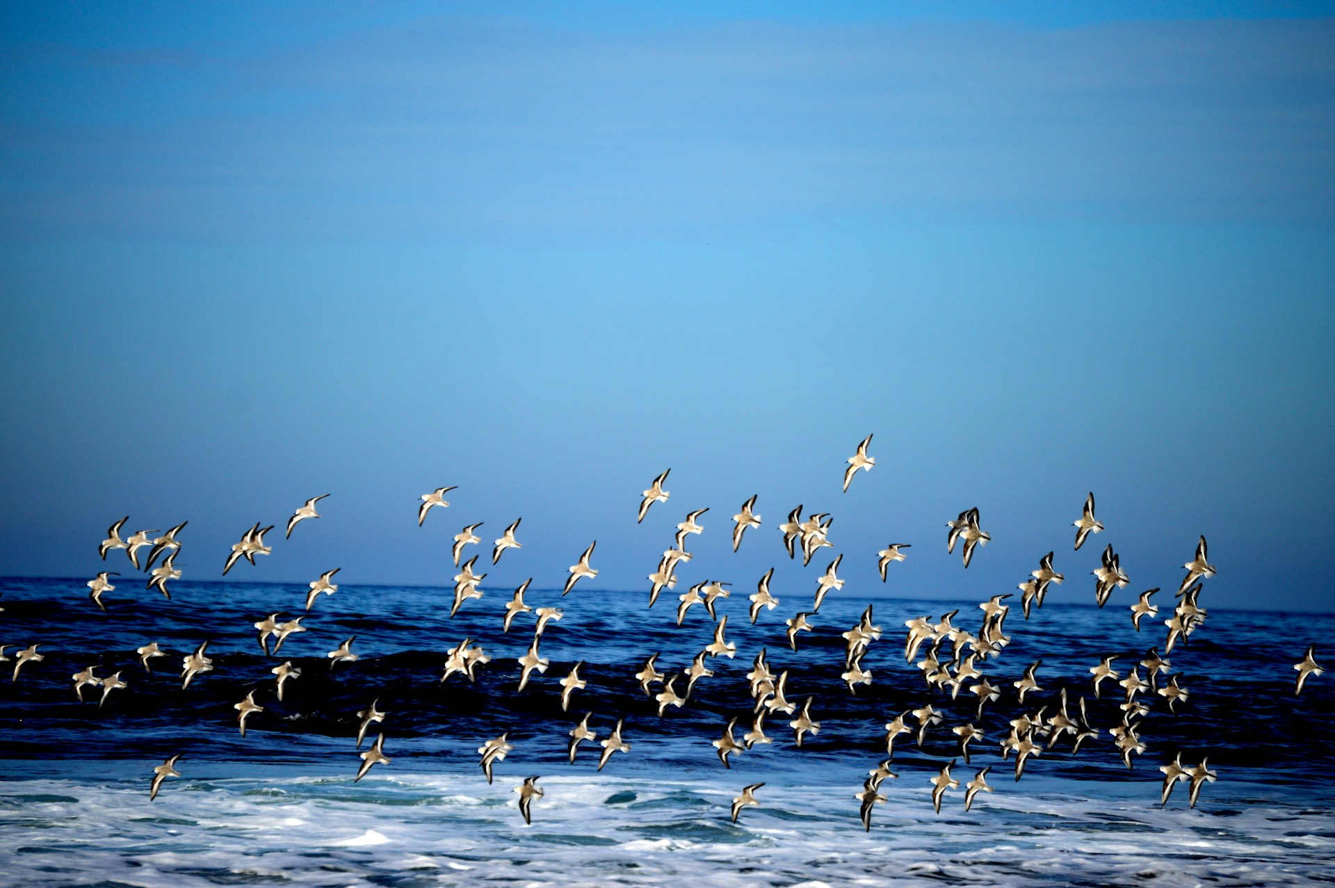 a flock of birds flying over the ocean