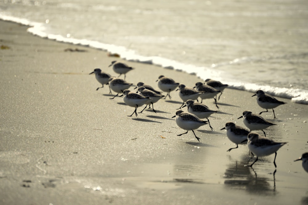 a flock of birds walking along a beach next to the ocean