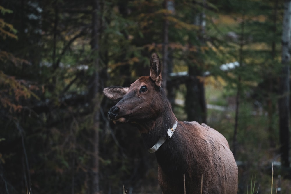 a brown horse standing in the middle of a forest
