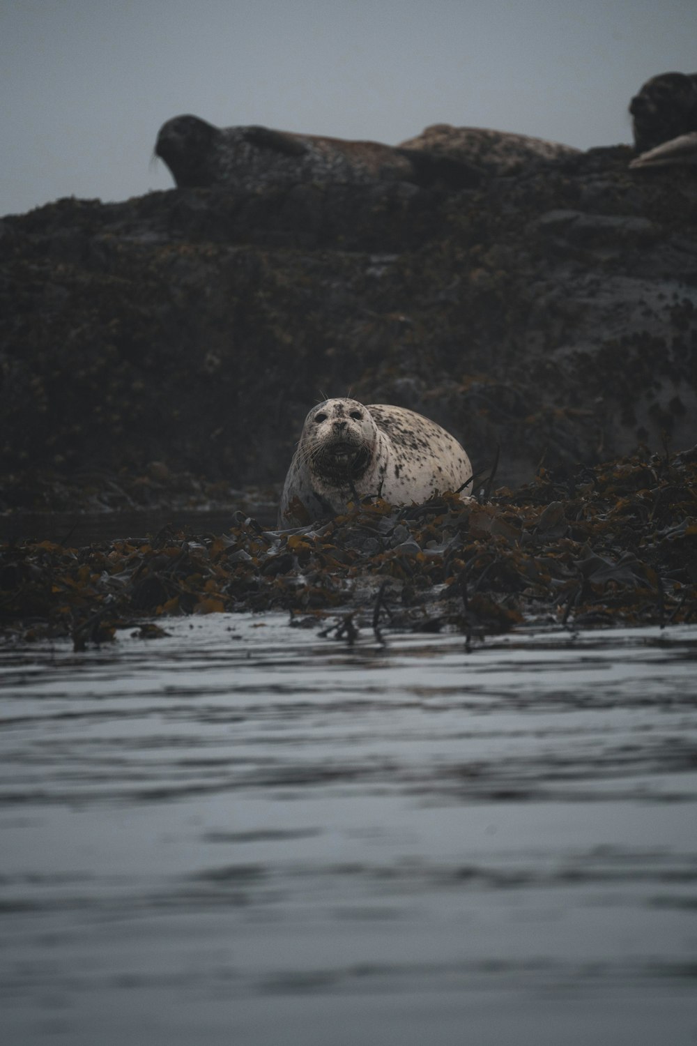 a seal sitting on top of a body of water