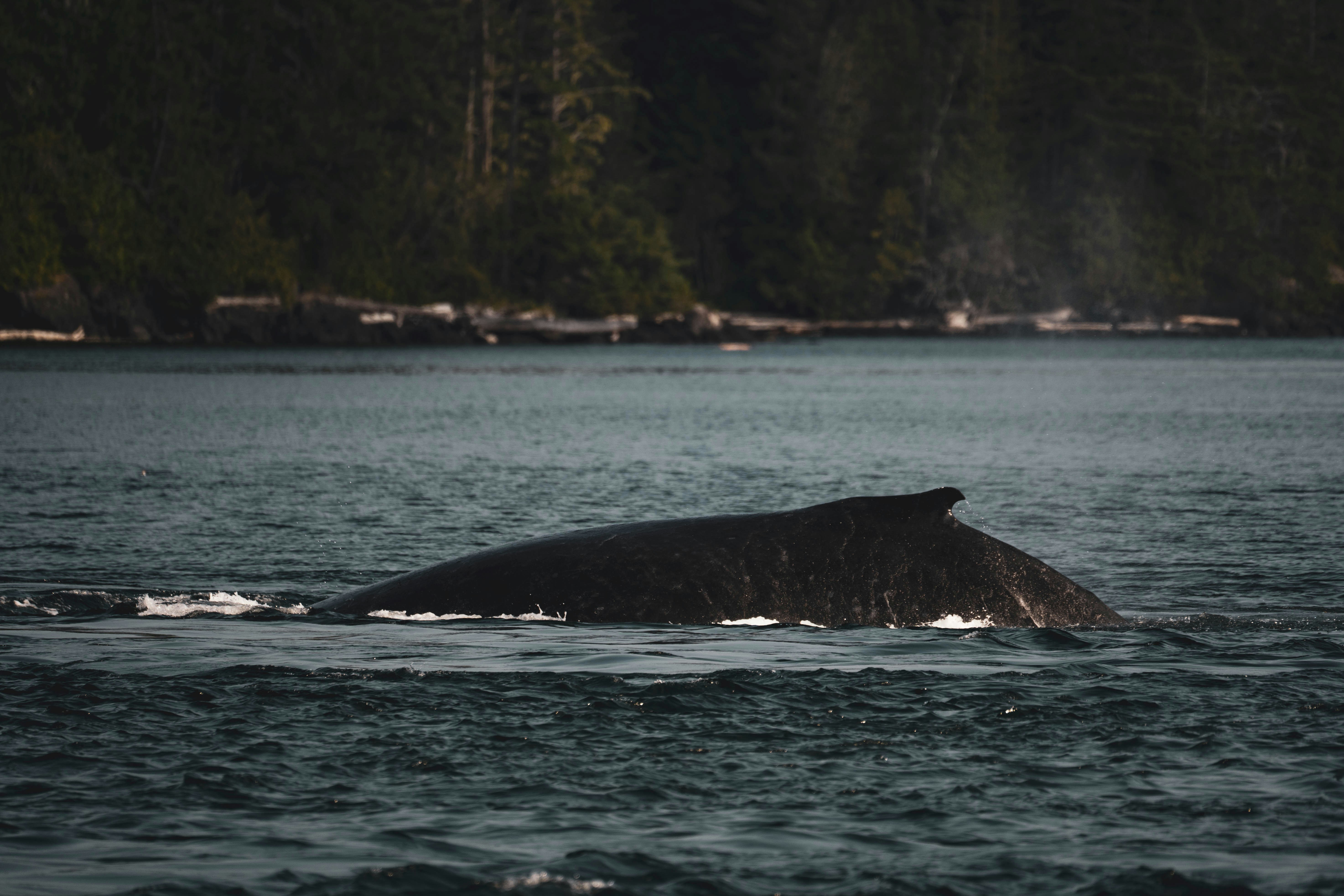 Saving Our Whales: The Urgent Call to End Whaling by Japan, Norway, and Iceland