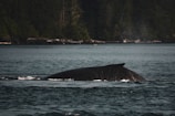 A whale is partially submerged in a large body of water, with its back and dorsal fin visible above the surface. The surrounding environment features a lush, forested coastline under an overcast sky, contributing to a tranquil, natural setting.