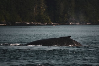 A whale is partially submerged in a large body of water, with its back and dorsal fin visible above the surface. The surrounding environment features a lush, forested coastline under an overcast sky, contributing to a tranquil, natural setting.