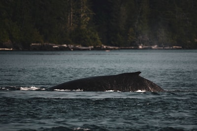 A whale is partially submerged in a large body of water, with its back and dorsal fin visible above the surface. The surrounding environment features a lush, forested coastline under an overcast sky, contributing to a tranquil, natural setting.