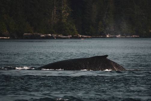 A whale is partially submerged in a large body of water, with its back and dorsal fin visible above the surface. The surrounding environment features a lush, forested coastline under an overcast sky, contributing to a tranquil, natural setting.