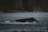 A whale is partially submerged in a large body of water, with its back and dorsal fin visible above the surface. The surrounding environment features a lush, forested coastline under an overcast sky, contributing to a tranquil, natural setting.