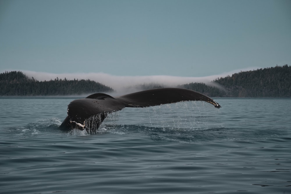 a whale tail flups out of the water