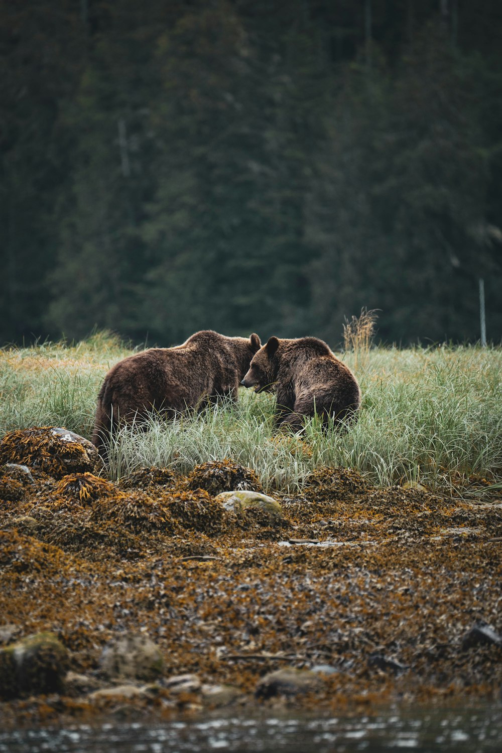 a couple of bears that are standing in the grass