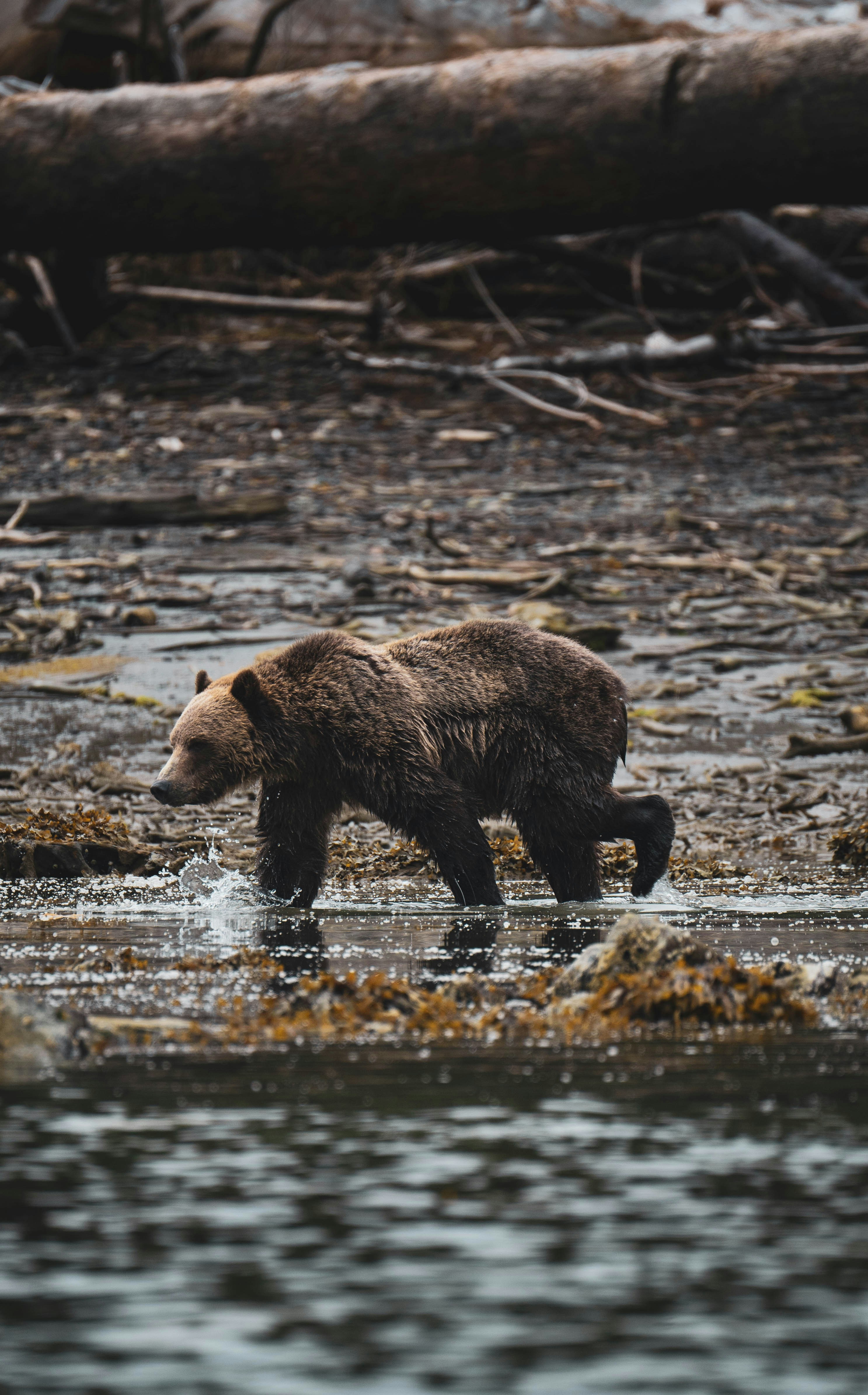 a brown bear walking across a river next to a forest