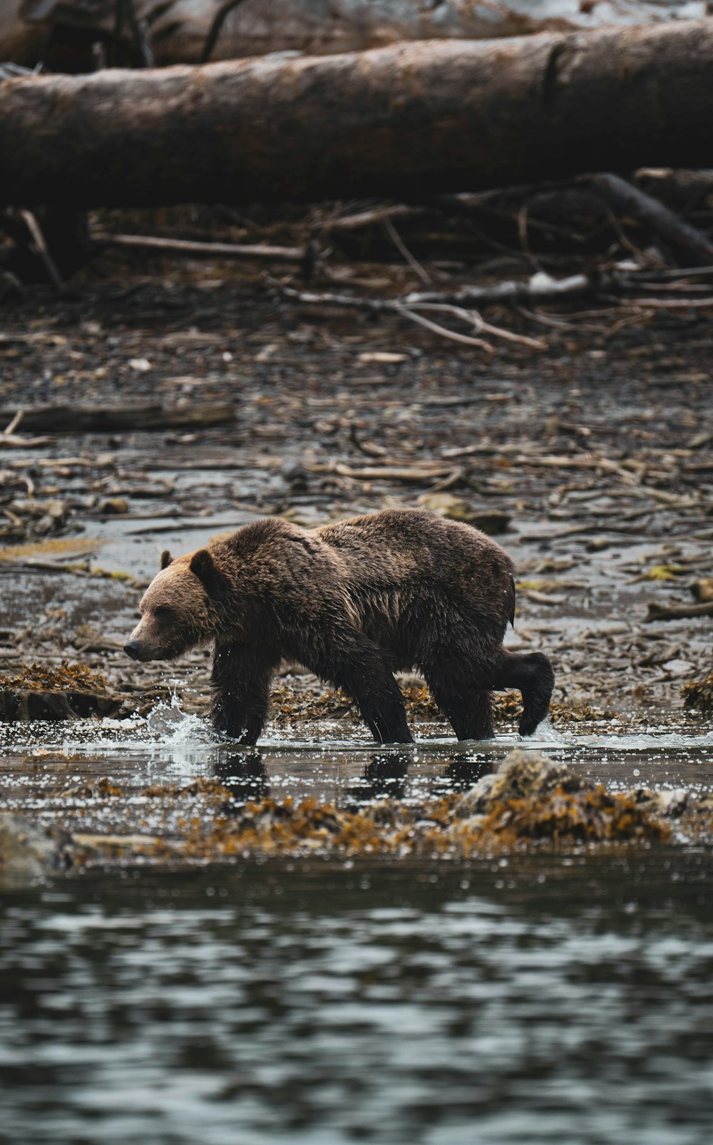 a brown bear walking across a river next to a forest
