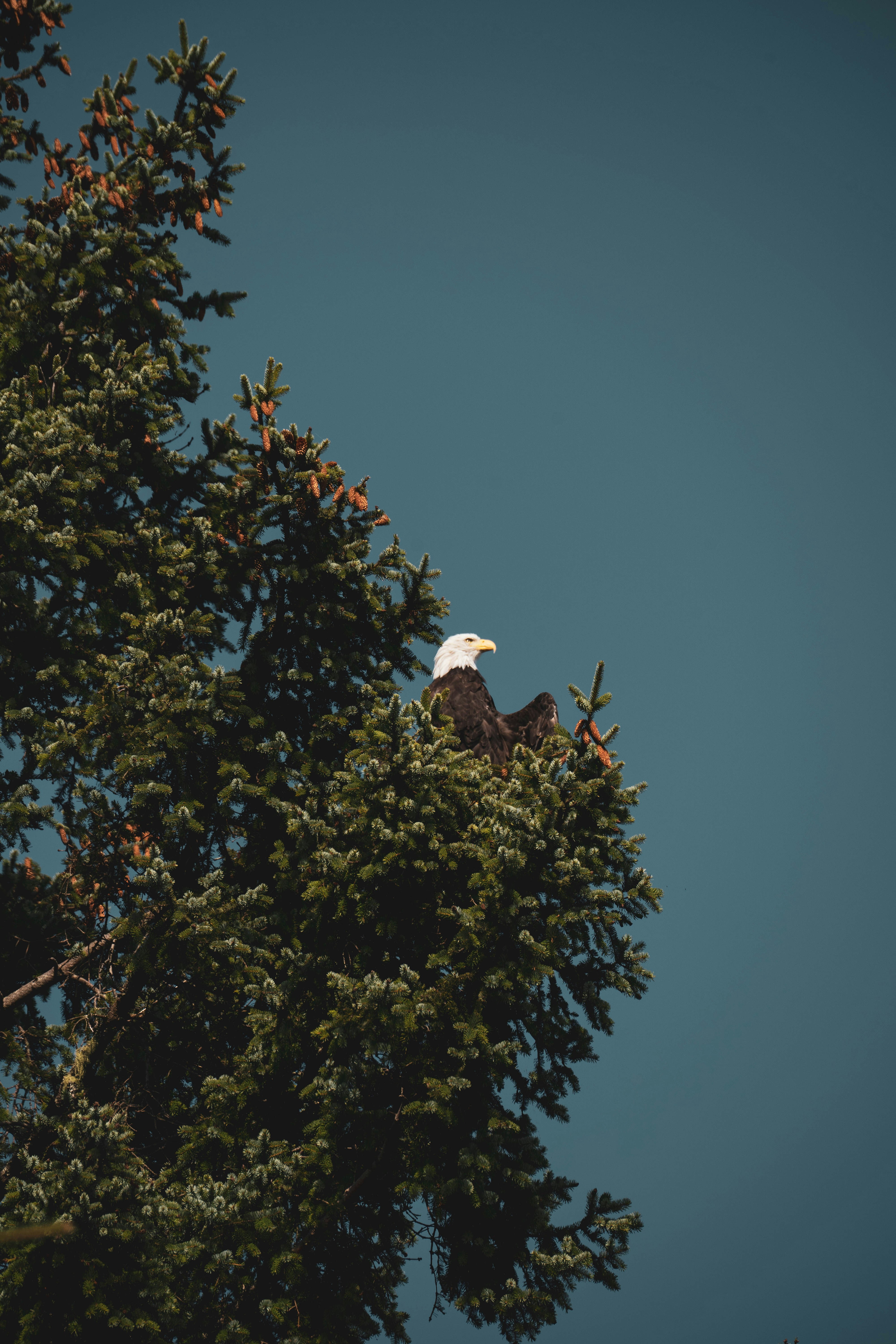 a bald eagle sitting on top of a tree