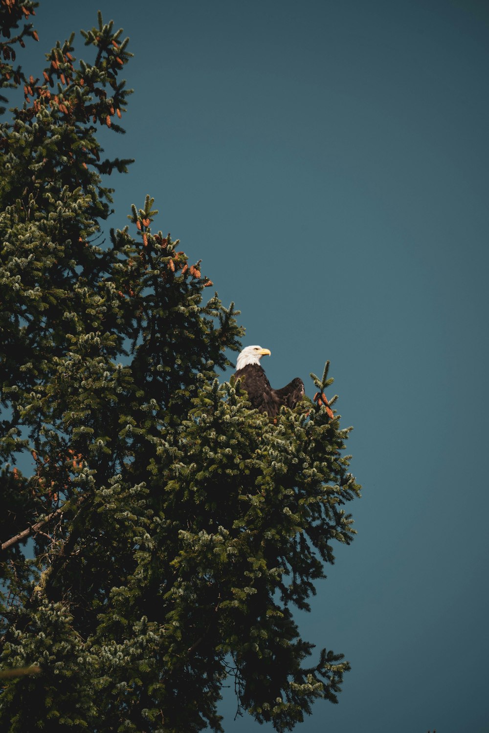 a bald eagle sitting on top of a tree