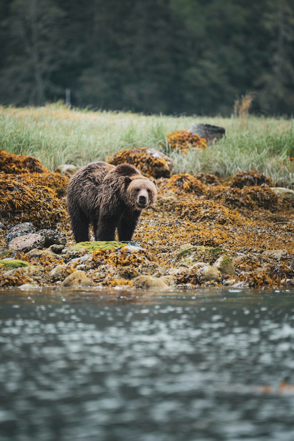 a large brown bear standing on top of a grass covered field