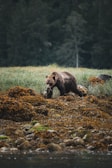 a brown bear walking across a grass covered field