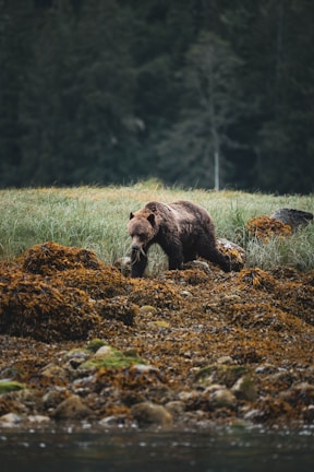a brown bear walking across a grass covered field