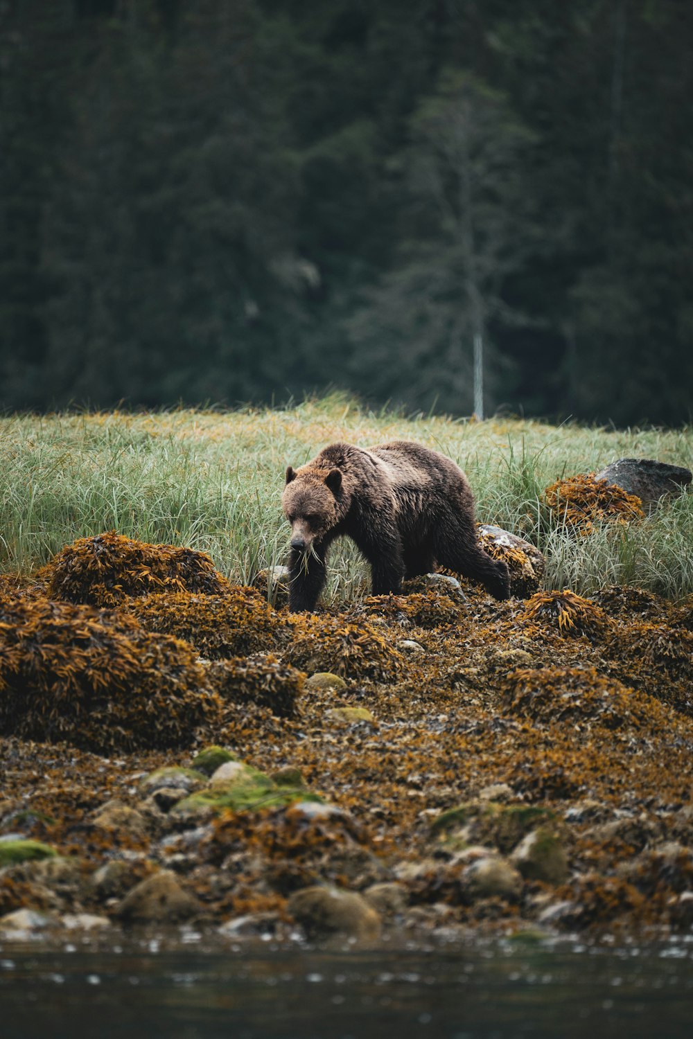 a brown bear walking across a grass covered field