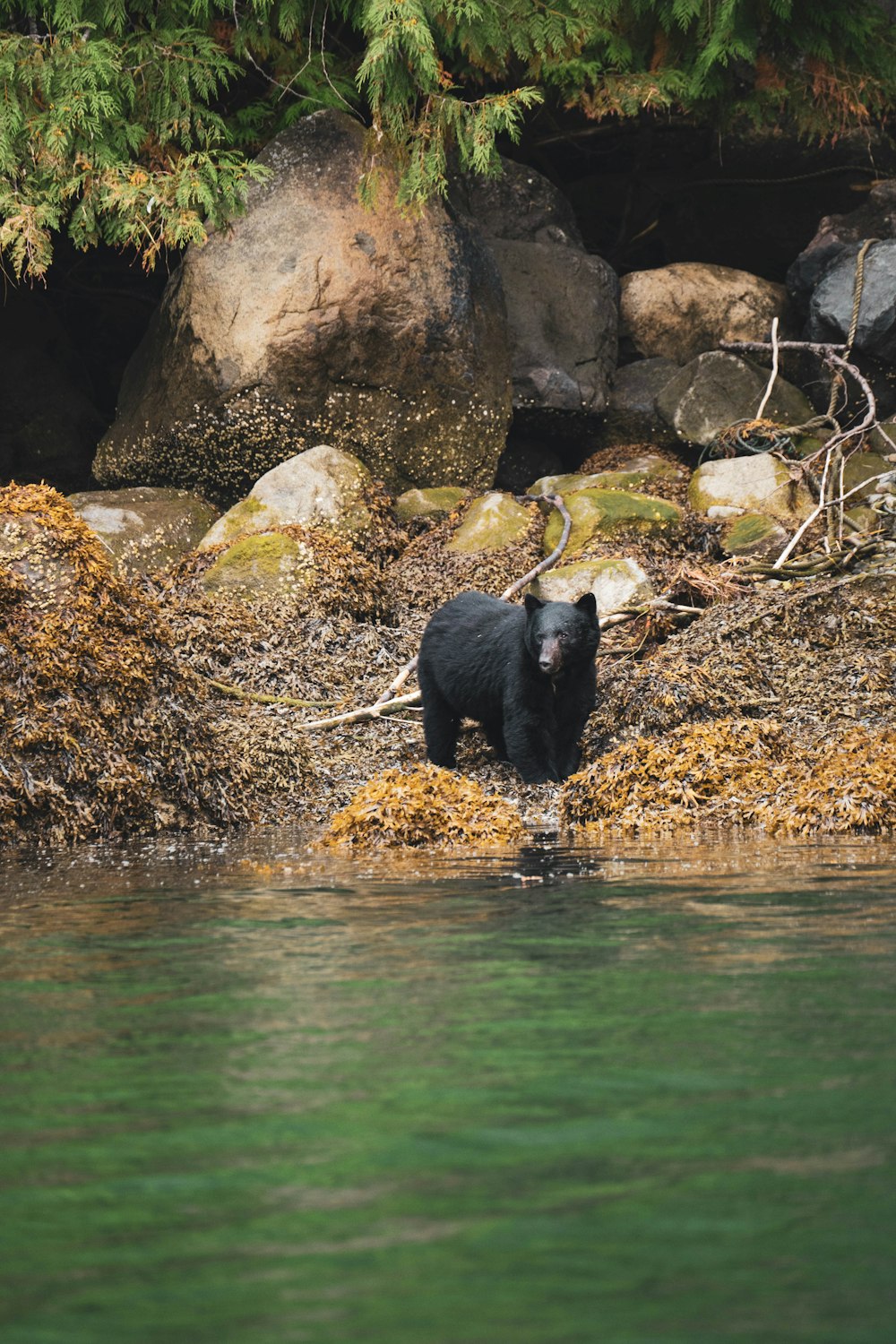 a black bear walking across a body of water