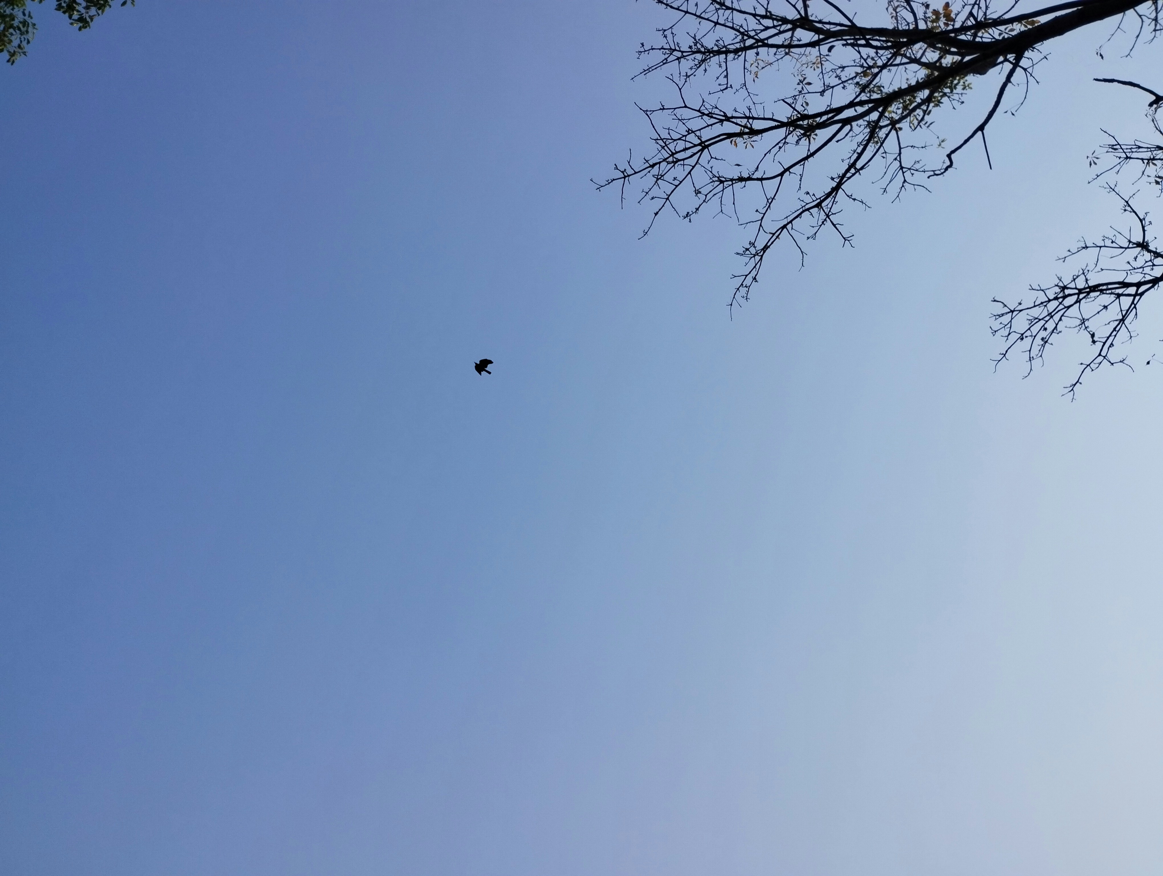 A bird flying high in the sky