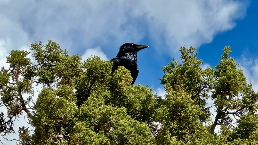 a black bird sitting on top of a tree