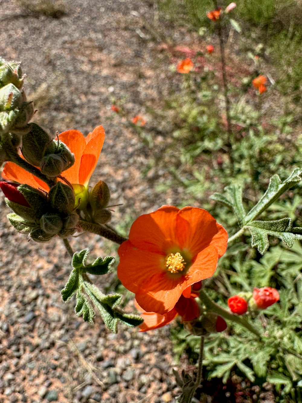 a close up of an orange flower on a plant