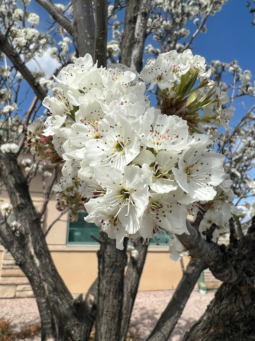 a tree with white flowers in front of a building