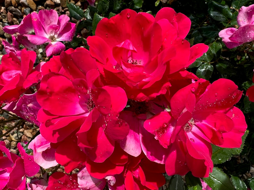 ein Strauß rosa Blüten mit Wassertröpfchen darauf