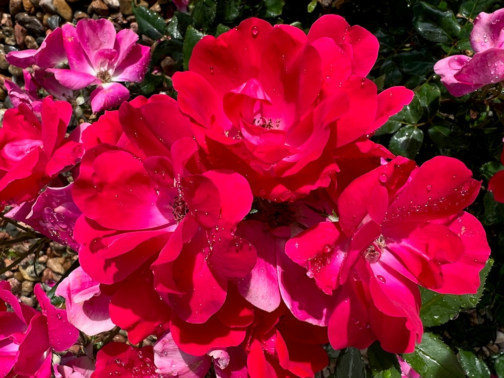 a bunch of pink flowers with water droplets on them