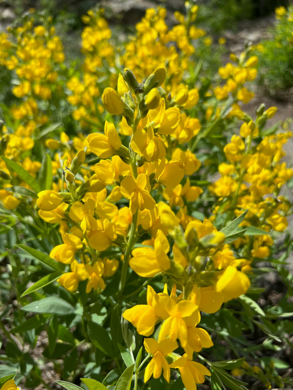 a field of yellow flowers with green leaves