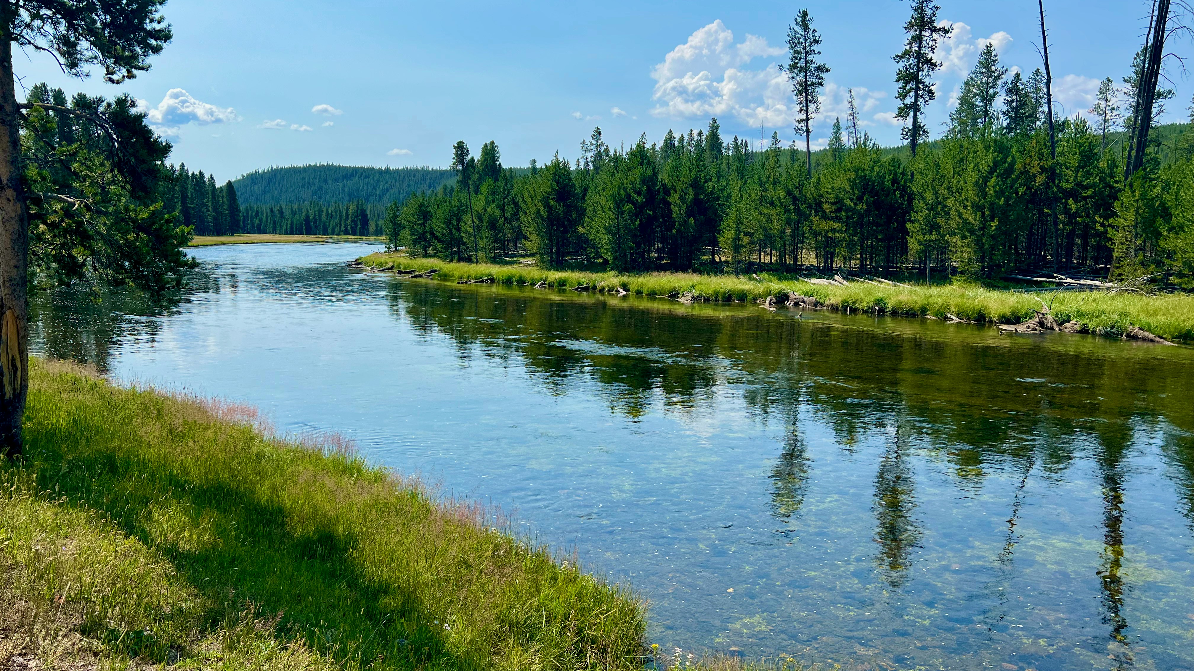 a river running through a lush green forest
