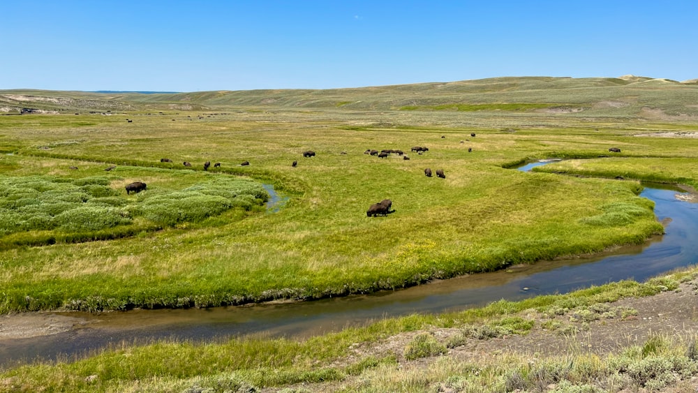 a herd of cattle standing on top of a lush green field