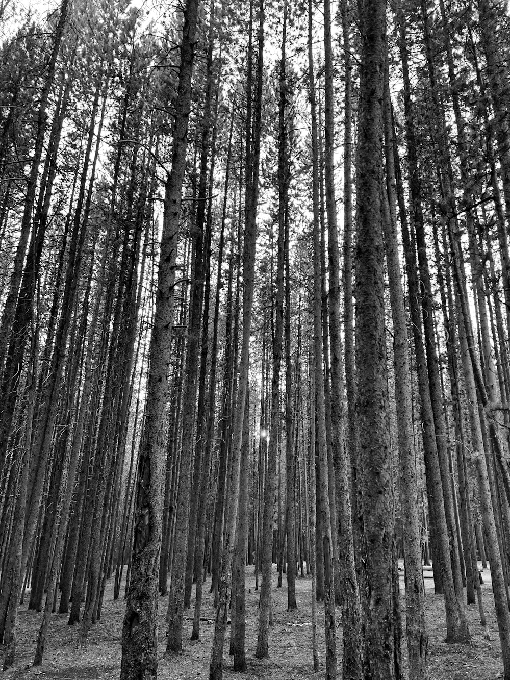 a forest filled with lots of tall trees