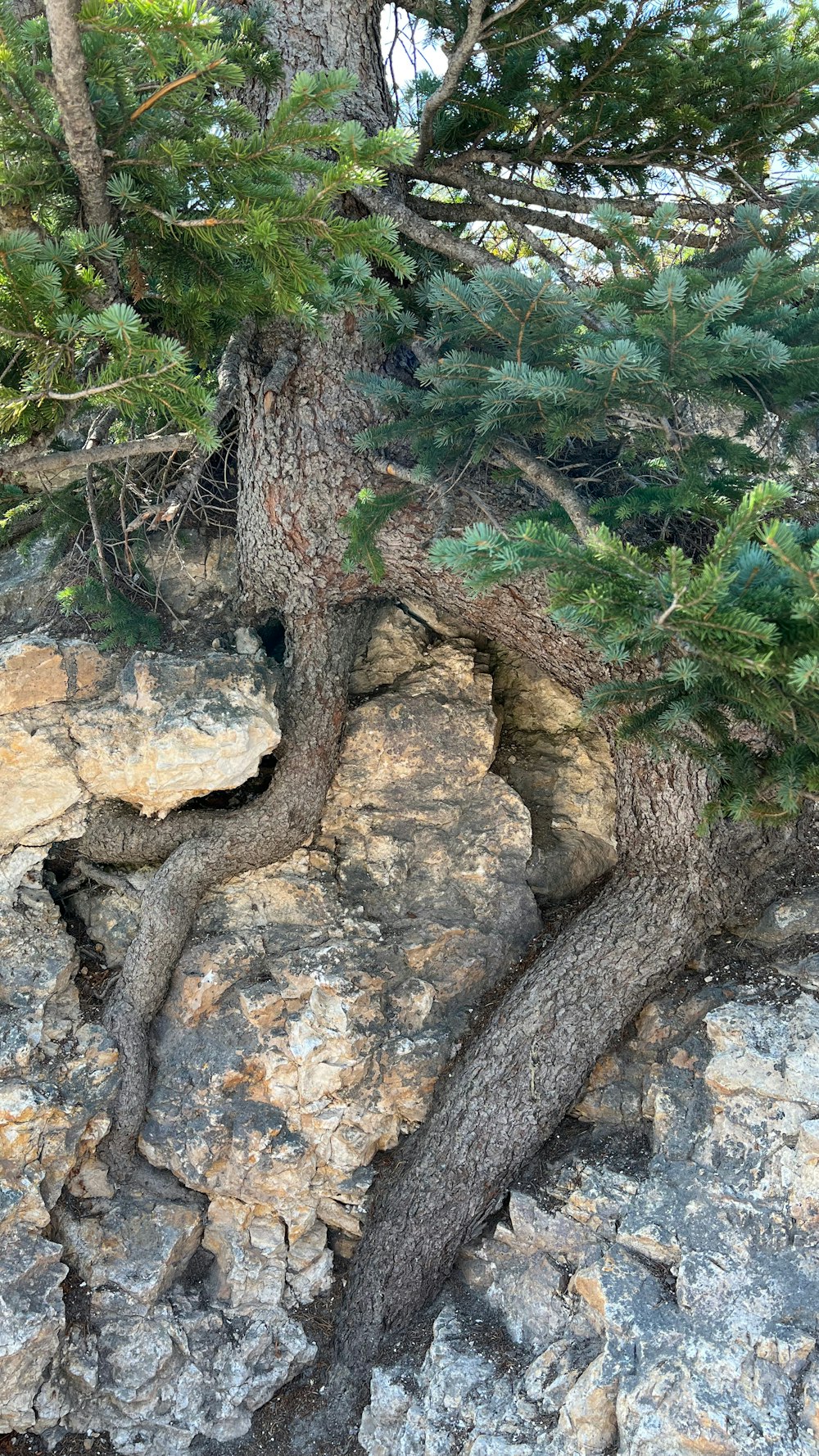 a tree growing out of a crack in a rock wall
