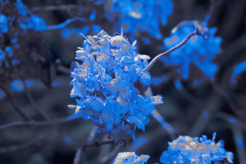 a close up of a blue flower on a tree