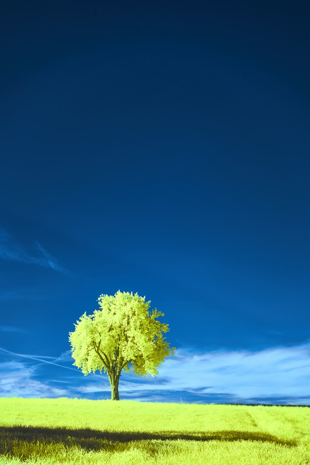 a lone tree stands alone in a green field