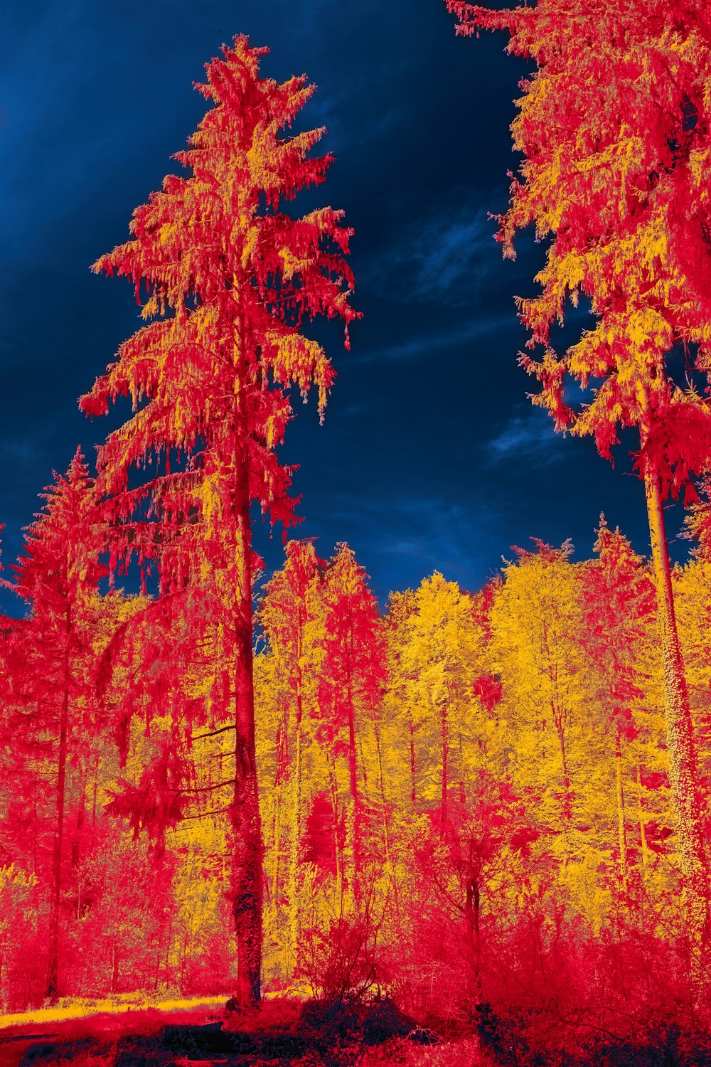 a infrared image of trees in a forest