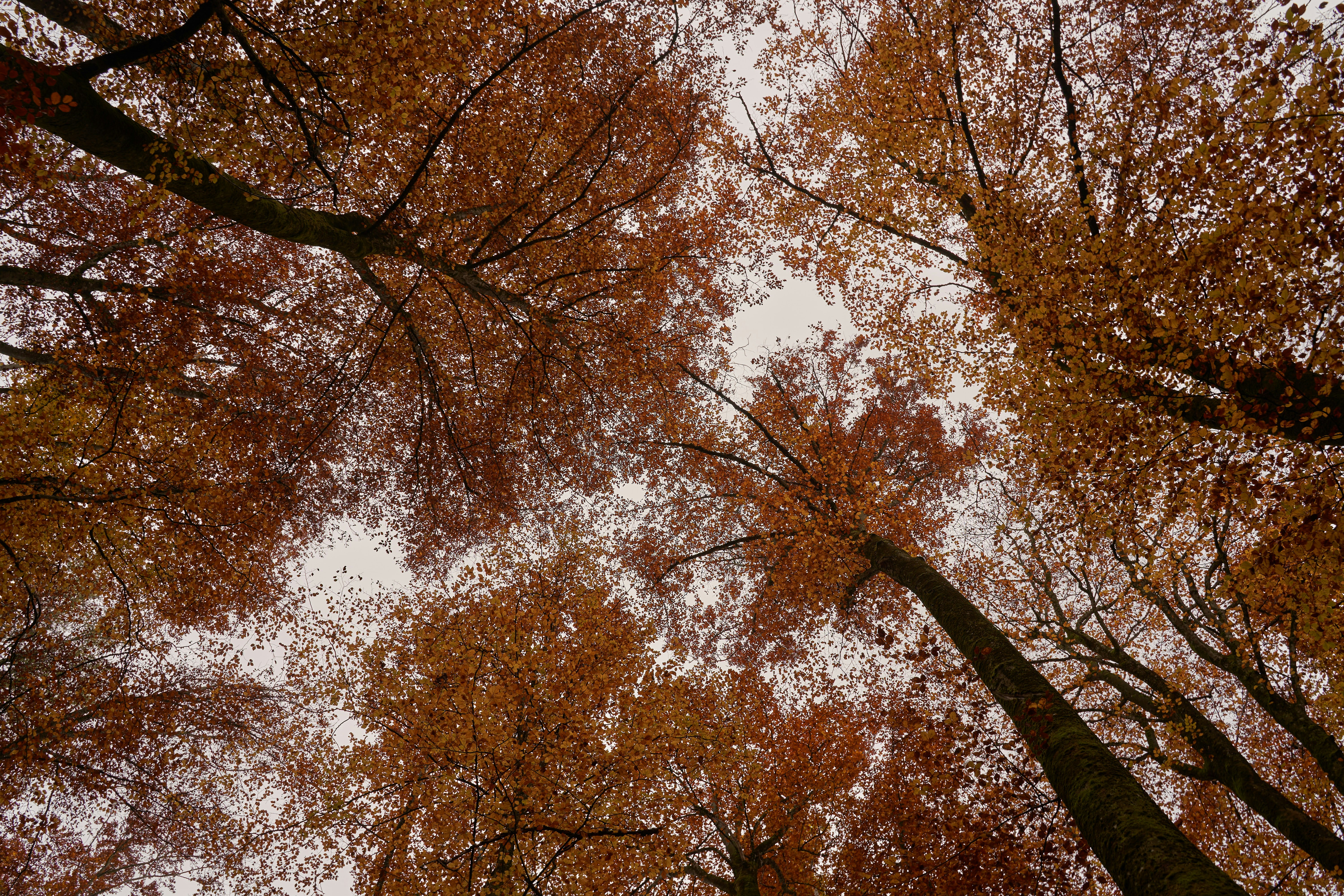 Photo by wolfgang_hasselmann