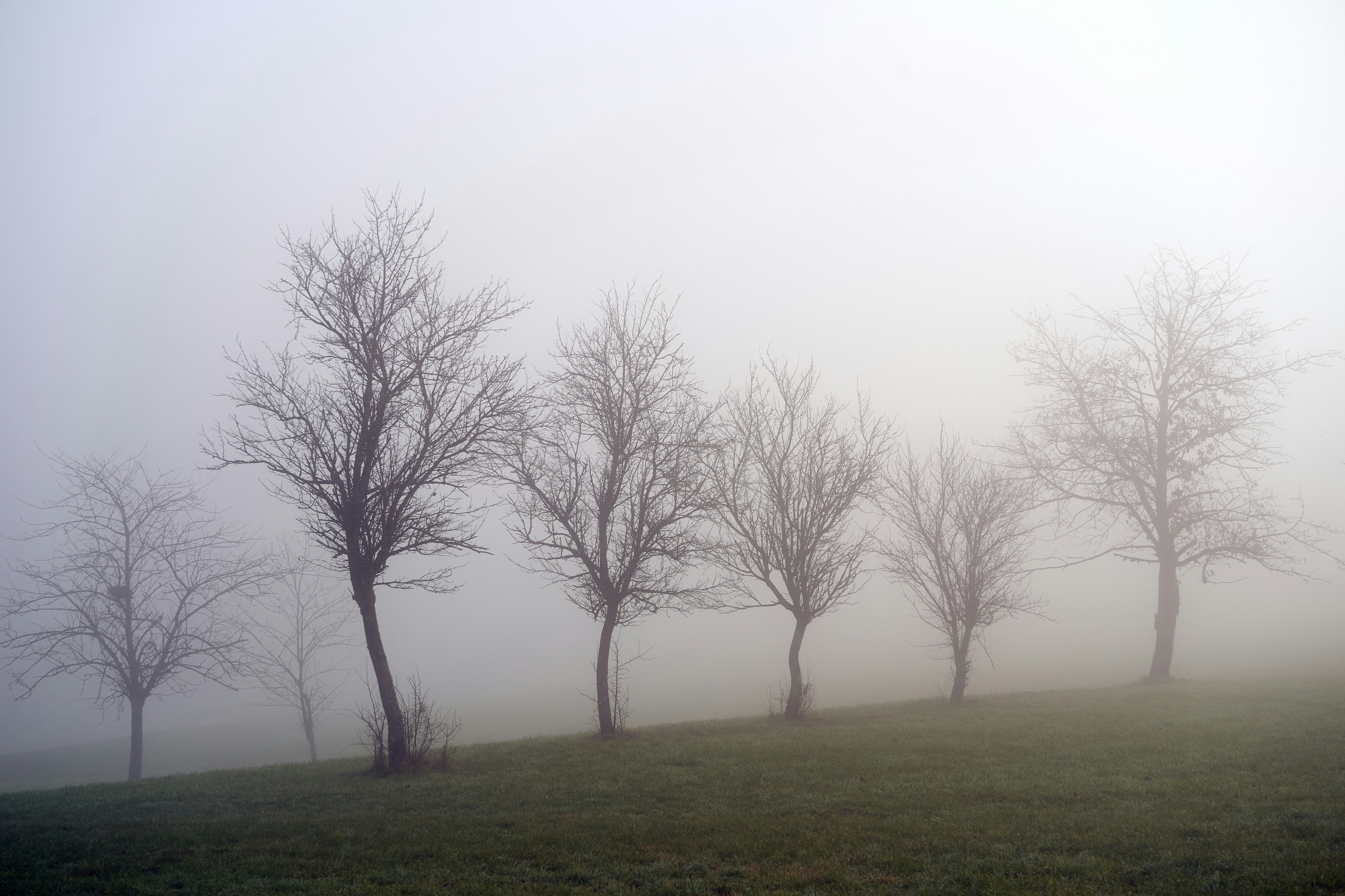 Photo by wolfgang_hasselmann