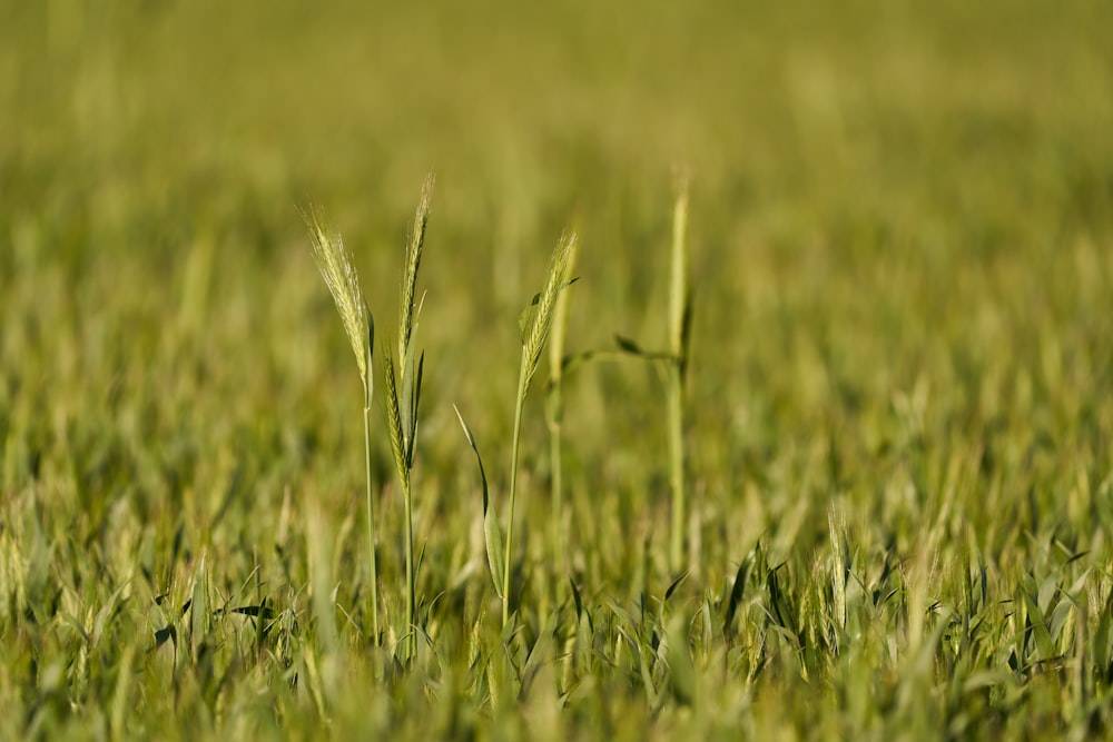 a close up of a field of green grass