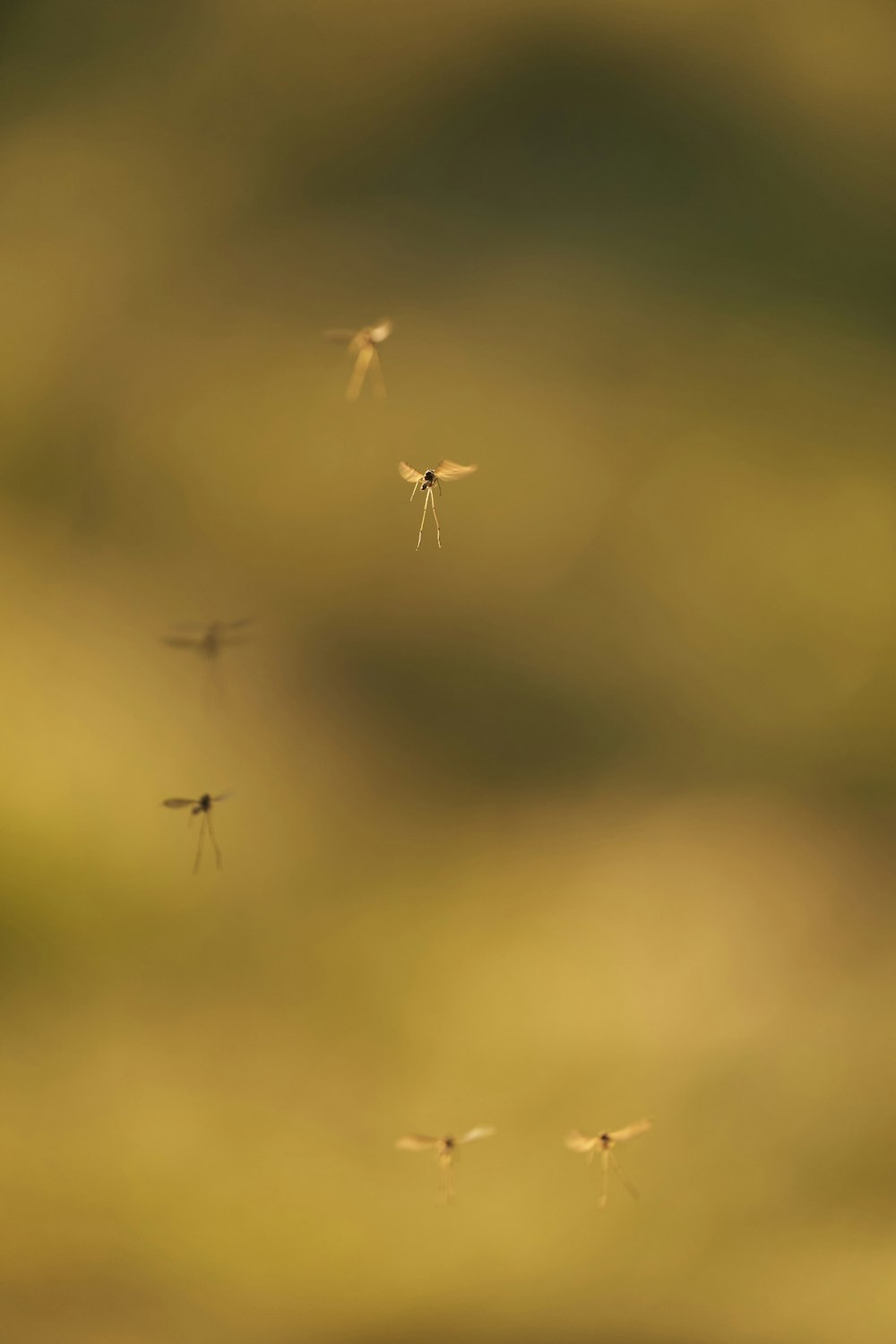 a group of mosquito flying through the air