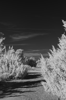 A black and white infrared photograph showcasing a natural landscape with dense foliage lining a dirt path. The vegetation appears bright against the dark sky, creating a high-contrast scene.