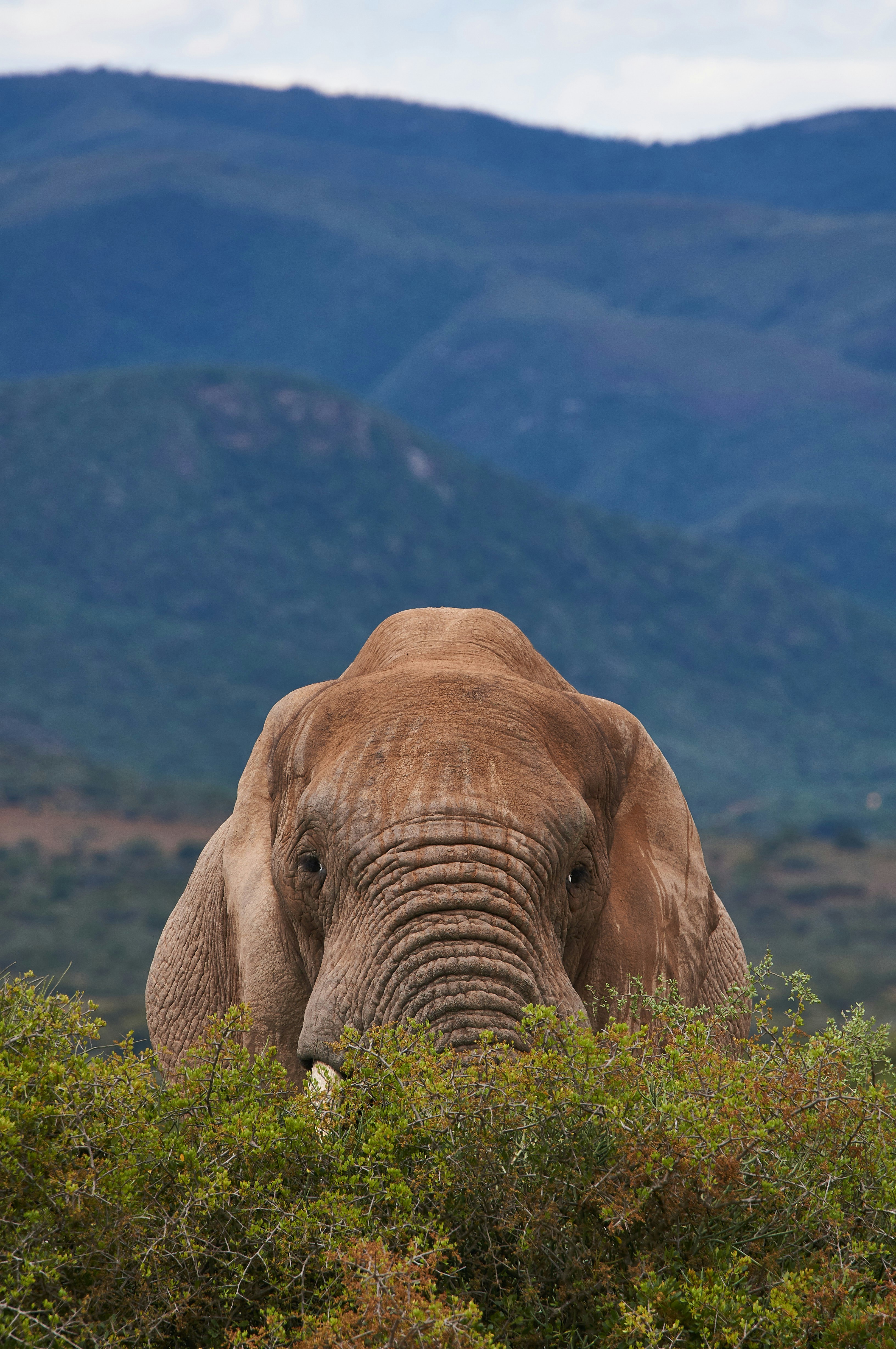 A giant Elephant is peeking above the bramble on a gorgeous day with the mountains behind him.  "I see you."