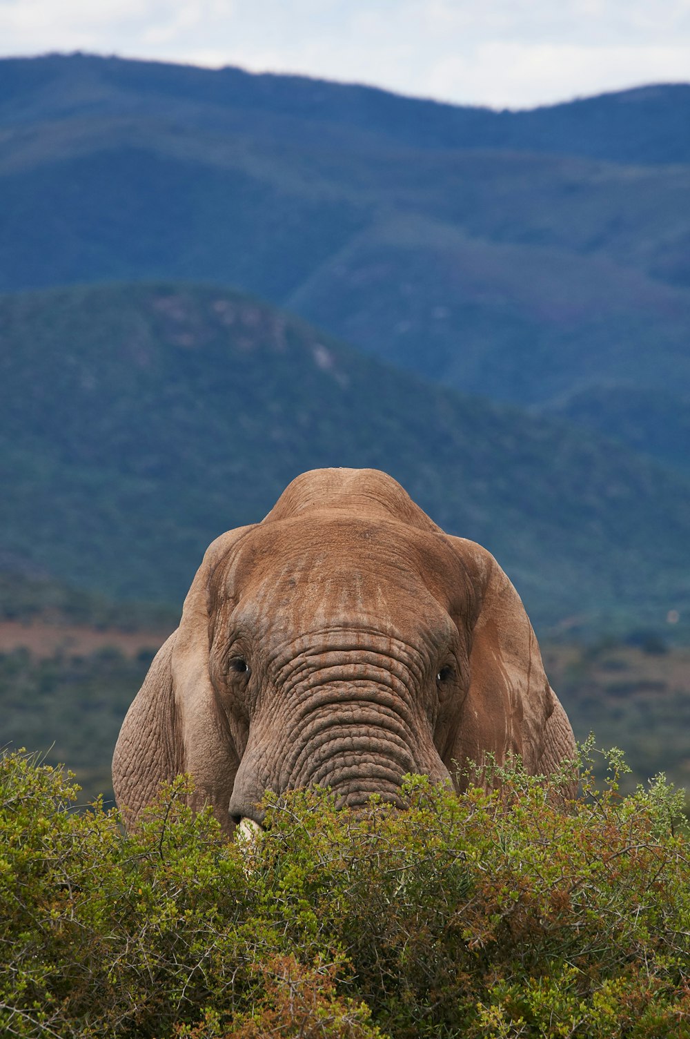an elephant is standing in a bush with mountains in the background