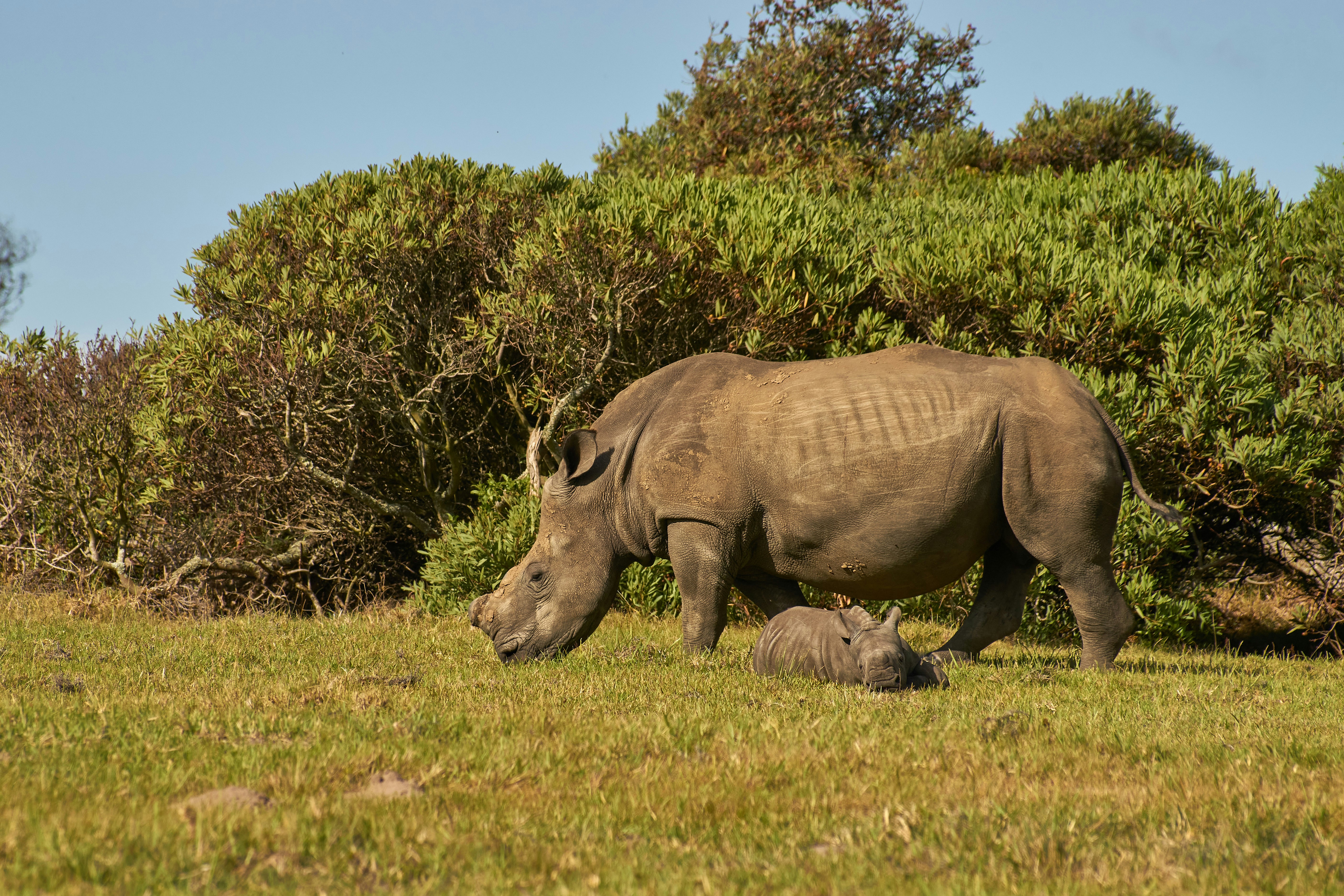 Photo by wolfgang_hasselmann