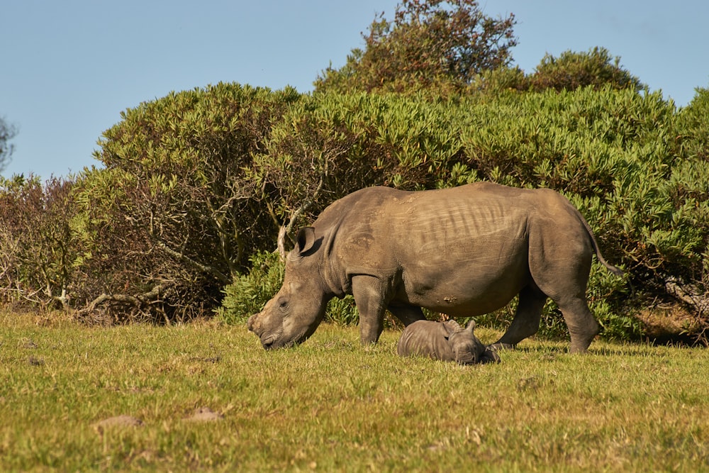 a rhino and her baby in a grassy field